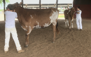 4-H dairy showmanship contest in Grant County, WI 