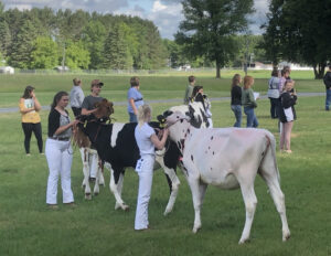 4-H dairy judging contest in Polk County, WI