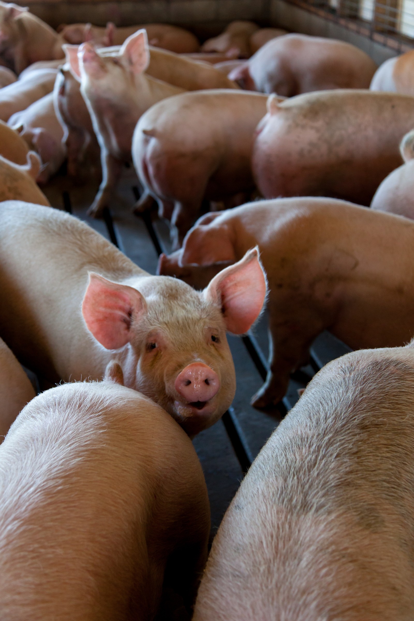 pigs in a pen