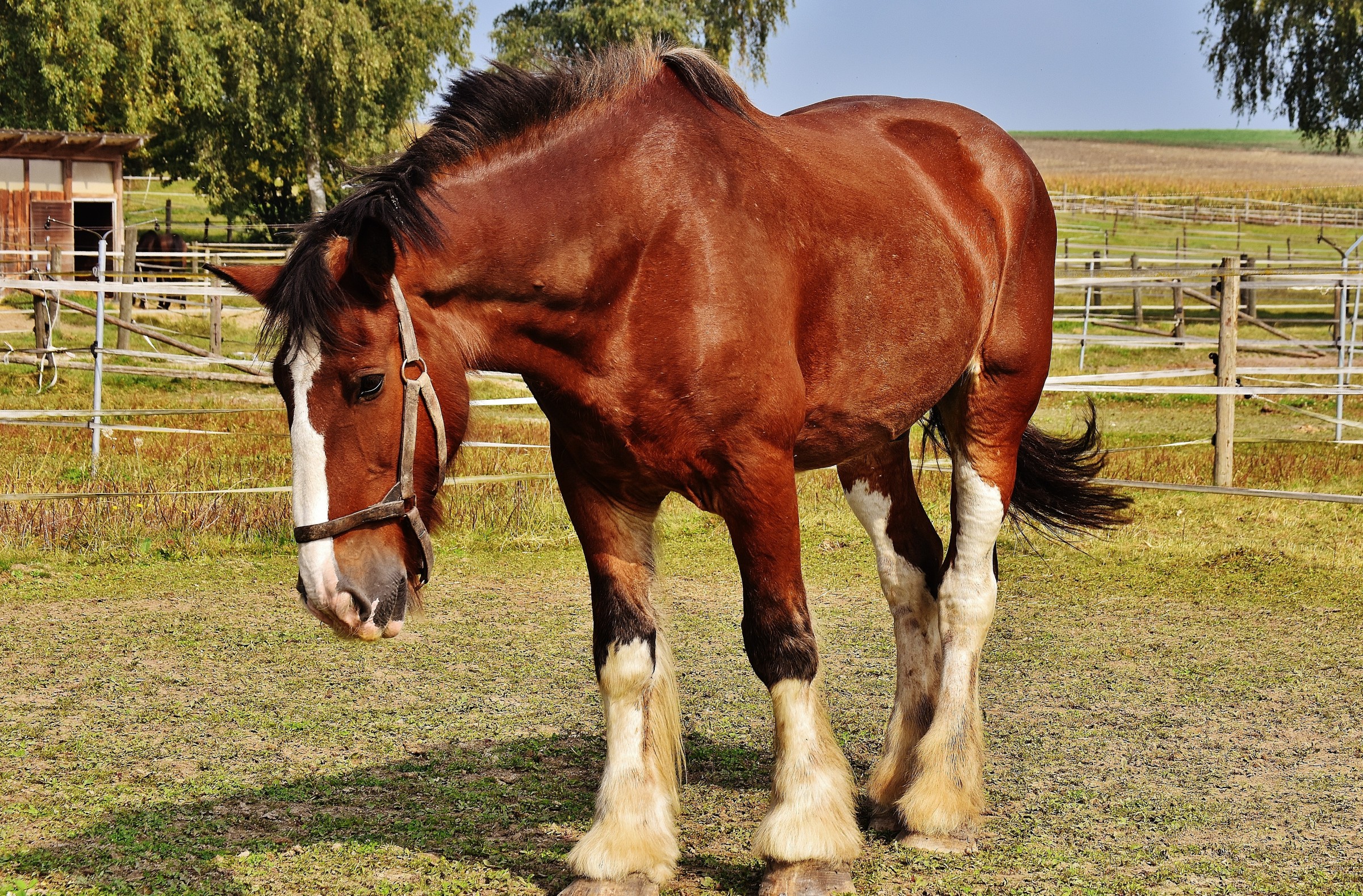 Agriculture and Animal Science – Wisconsin 4-H