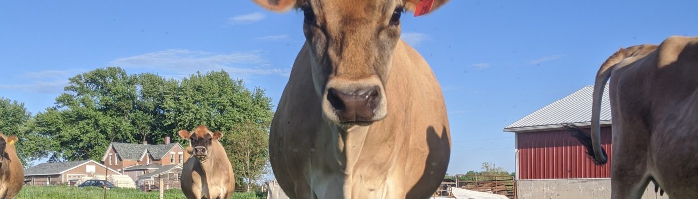 Brown cow staring at camera