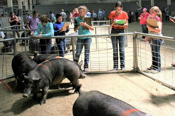 Youth judging swine in a pen