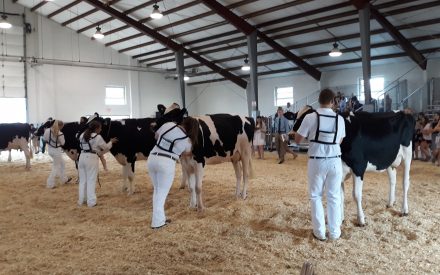 Manitowoc County Seniors Win Top Honors at the State 4-H Dairy Cattle Judging Contest