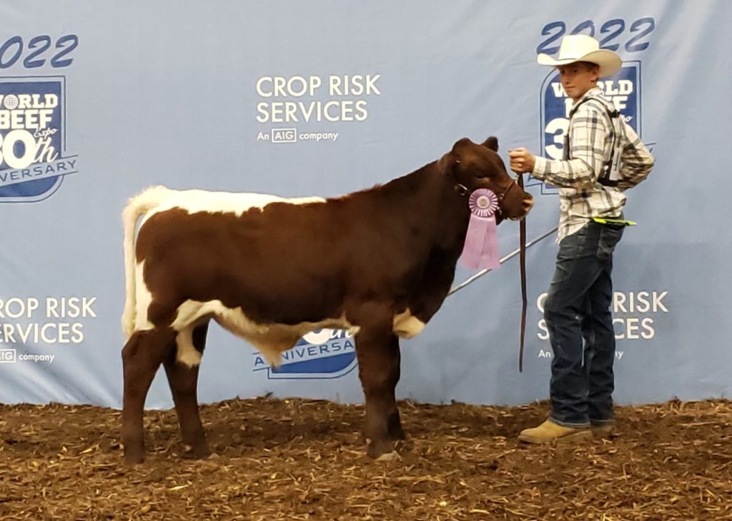 Landen Layer (right) shows one of his medal-winning cattle (left) at an event
