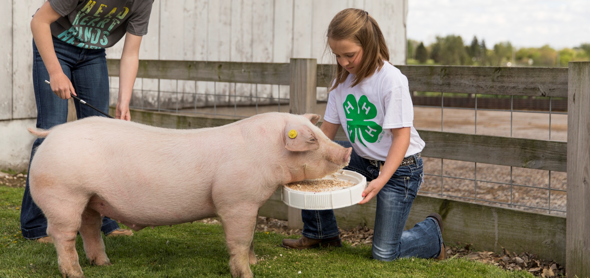Swine – Wisconsin 4-H