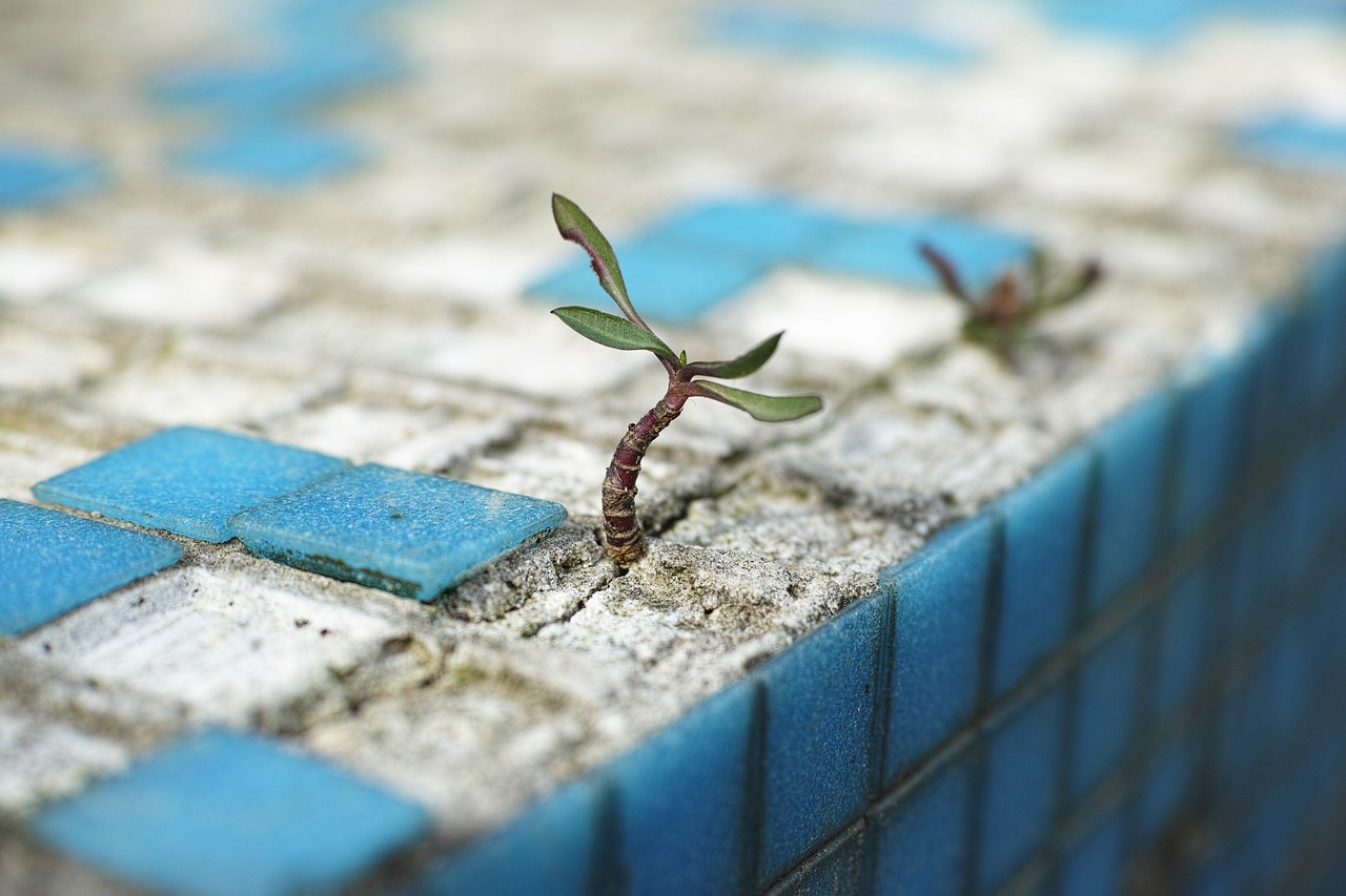 Tiny plant growing up through a crack in the tiles
