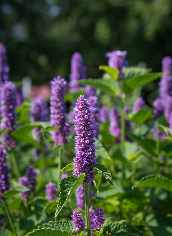Anise hyssop flowers