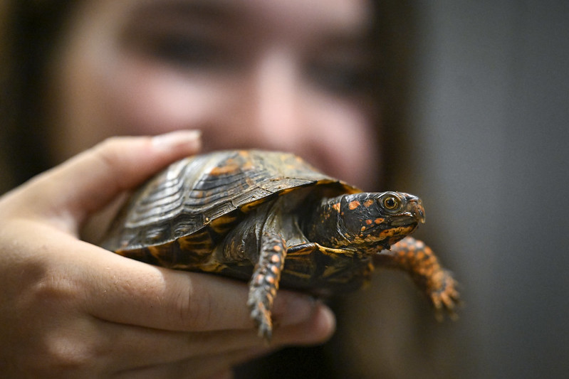 youth holding a turtle