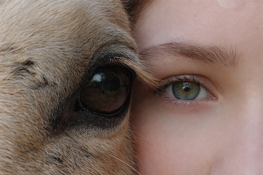 The eyes of a horse and a 4-H youth side-by-side.