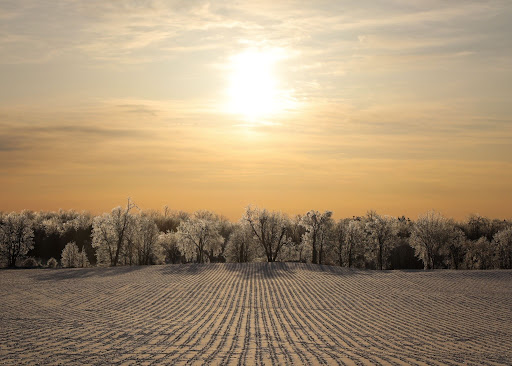 A sunrise coming up over an icy field and trees.