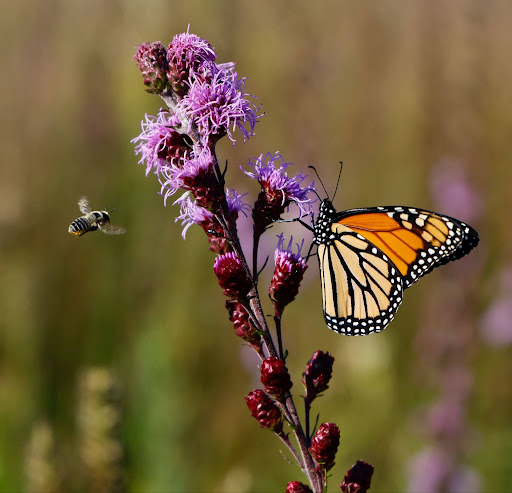 A butterfly resting on a flower and a honeybee flying towards the flower.