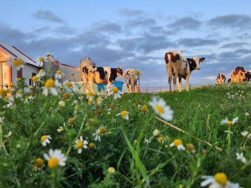 A view of cows in a field through the flowers on the ground.