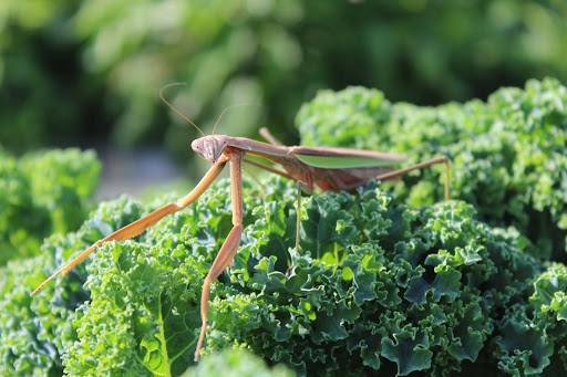 A mantis resting on greenery.