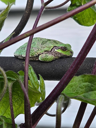 Green frog rests on a pole among branches.
